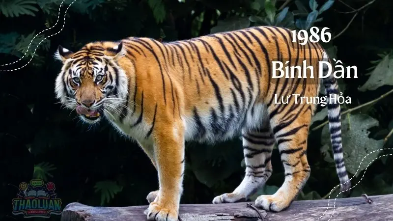 Sinh năm 1986 mệnh gì? bí quyết phát tài cho tuổi Bính Dần 