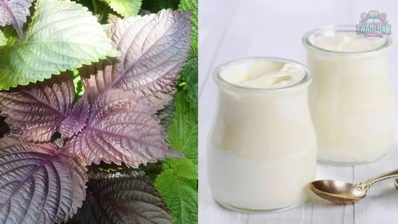 2. Mặt nạ lá tía tô dưỡng da 3