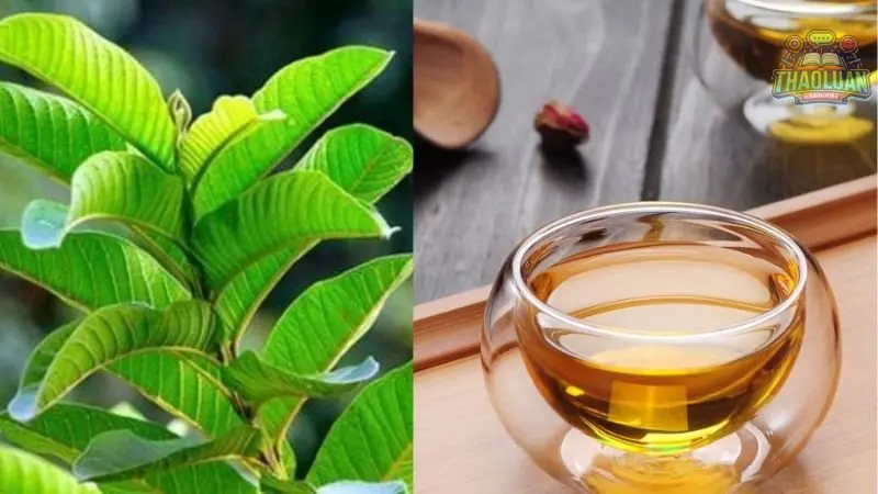 Giải đáp thắc mắc thường gặp khi sử dụng lá ổi giảm cân  5