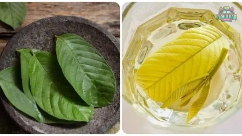 Hướng dẫn cách uống lá ổi giảm cân hiệu quả 3