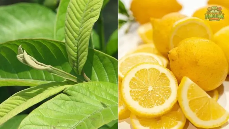 Giải thích vì sao lá ổi có thể giúp giảm cân? 2