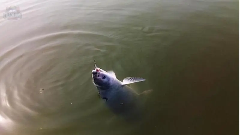 Chuẩn bị trước khi đi câu cá 2