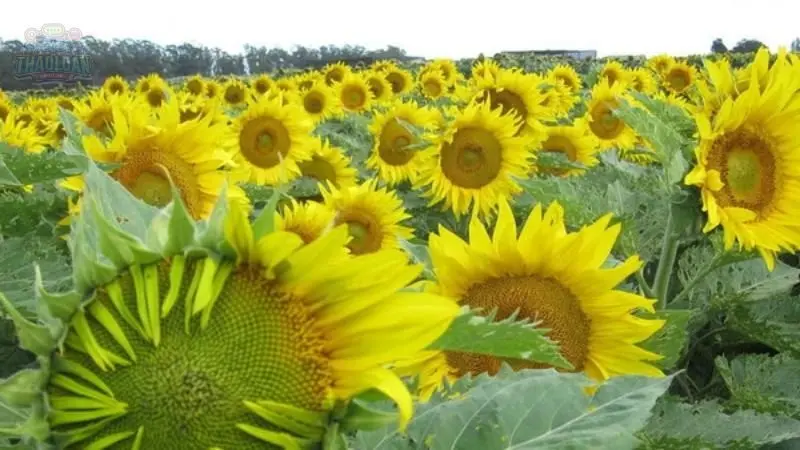 Ứng dụng của hoa Hướng Dương 5 Ứng dụng của hoa Hướng Dương 5