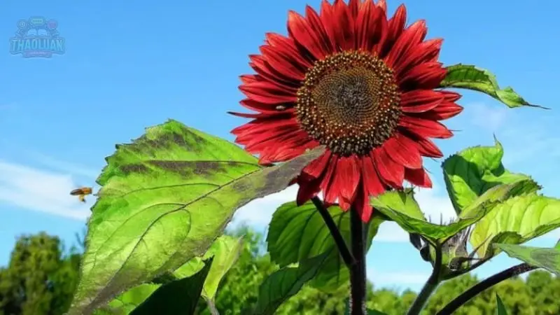 Ý nghĩa hoa Hướng Dương 4 Ý nghĩa hoa Hướng Dương 4