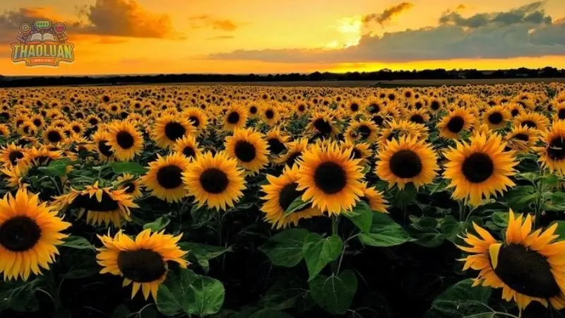 Hoa Hướng Dương là gì? 1 Hoa Hướng Dương là gì? 1