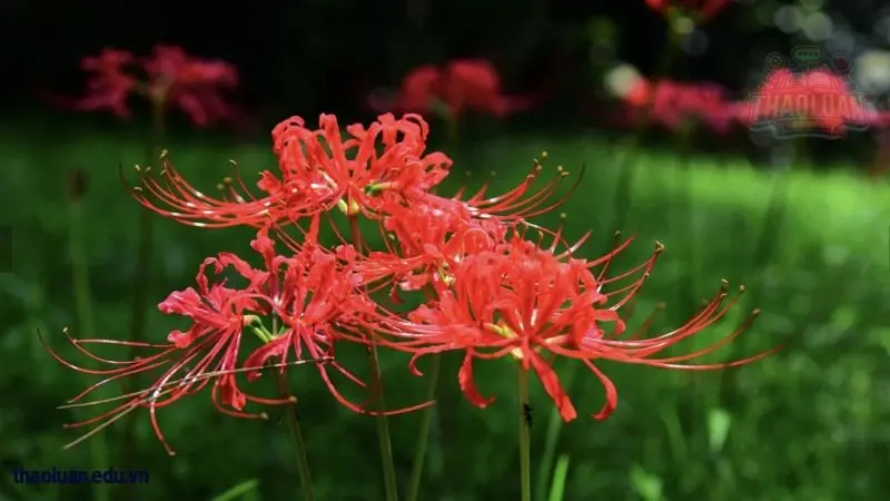 Truyền thuyết ý nghĩa hoa Bỉ Ngạn và những bài học cuộc sống 6 Truyền thuyết ý nghĩa hoa Bỉ Ngạn và những bài học cuộc sống 6