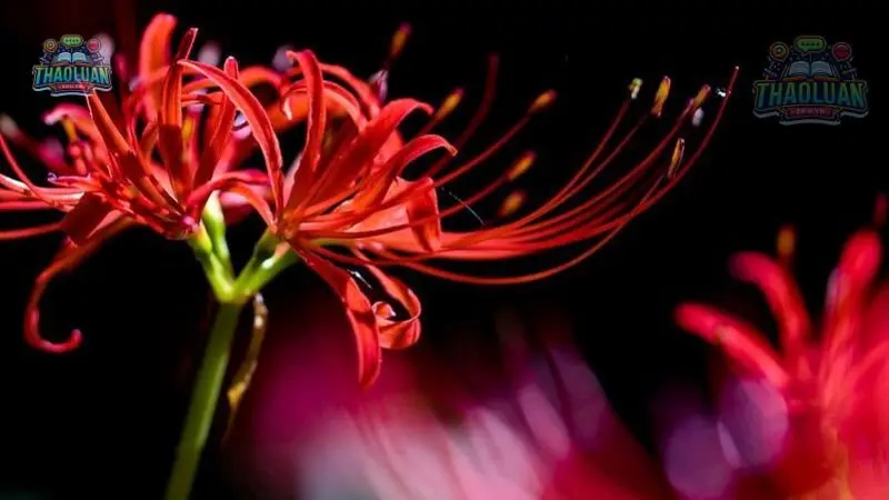 Ý nghĩa hoa Bỉ Ngạn là gì? 3 Ý nghĩa hoa Bỉ Ngạn là gì? 3