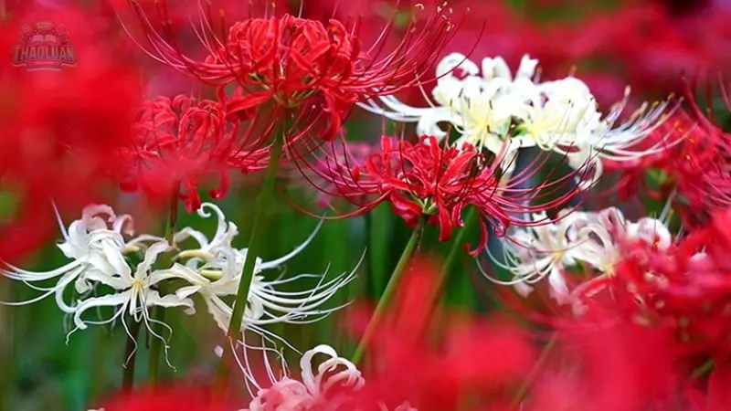 Ngoài ra hoa Bỉ Ngạn còn mang ý nghĩa riêng của từng màu sắc 4 Ngoài ra hoa Bỉ Ngạn còn mang ý nghĩa riêng của từng màu sắc 4