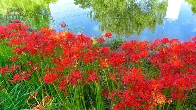 Đặc điểm của hoa Bỉ Ngạn 2 Đặc điểm của hoa Bỉ Ngạn 2