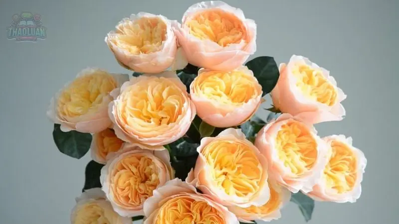 Hướng dẫn cách trồng Hoa Hồng 6 Hướng dẫn cách trồng Hoa Hồng 6