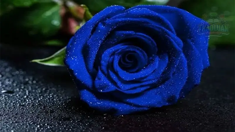 Ý nghĩa Hoa Hồng theo màu sắc 3 Ý nghĩa Hoa Hồng theo màu sắc 3