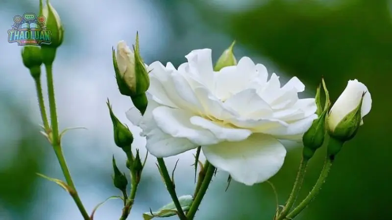 Hoa Hồng là gì? 1 Hoa Hồng là gì? 1