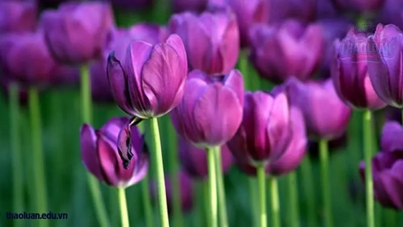Ý nghĩa của hoa Tulip trong tình yêu 4 Ý nghĩa của hoa Tulip trong tình yêu 4