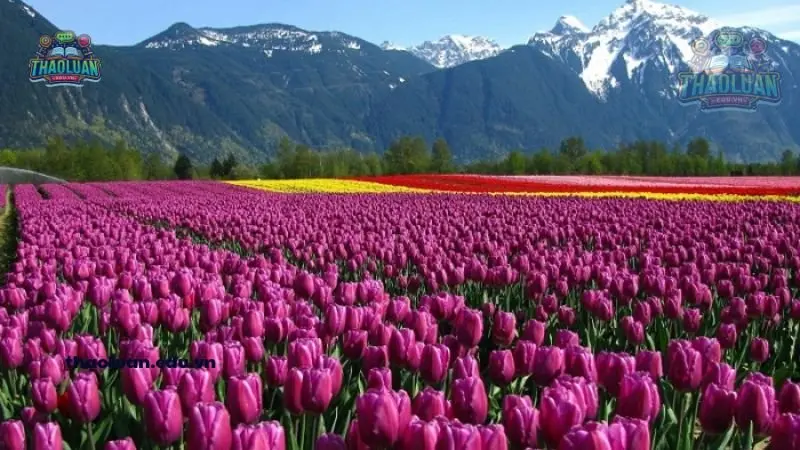 Ý nghĩa hoa tulip theo số lượng 3 Ý nghĩa hoa tulip theo số lượng 3