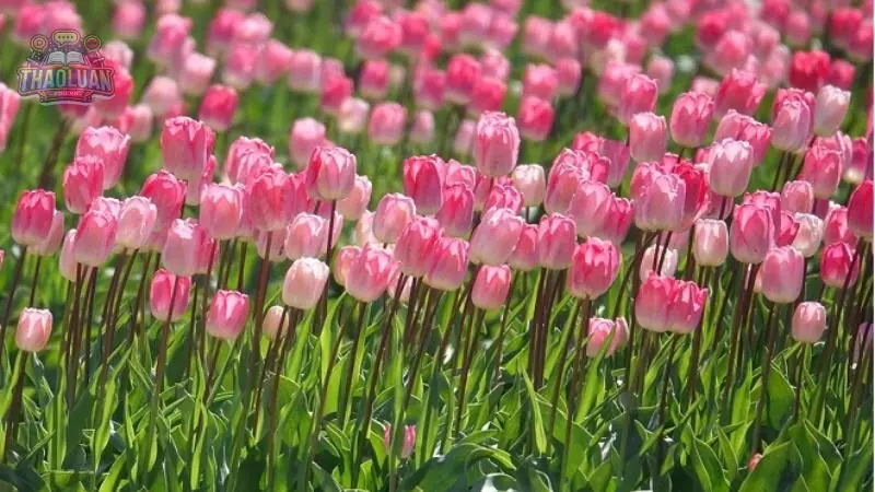 Hoa Tulip là gì? 1 Hoa Tulip là gì? 1