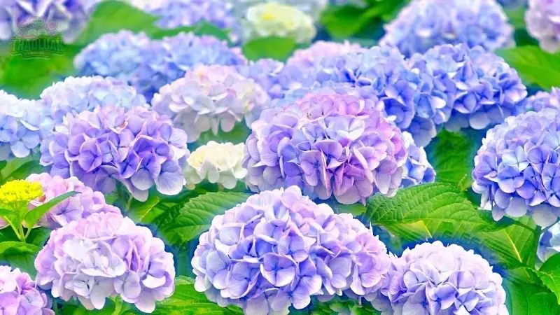 Ứng dụng của hoa Cẩm Tú Cầu 5 Ứng dụng của hoa Cẩm Tú Cầu 5