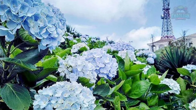 Những dịp thích hợp để mua hoa Cẩm Tú Cầu 4 Những dịp thích hợp để mua hoa Cẩm Tú Cầu 4