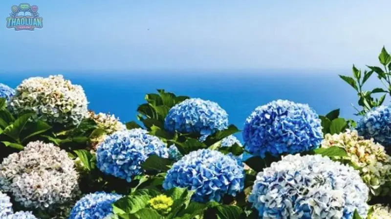 Ý nghĩa của Cẩm Tú Cầu theo màu sắc 3 Ý nghĩa của Cẩm Tú Cầu theo màu sắc 3