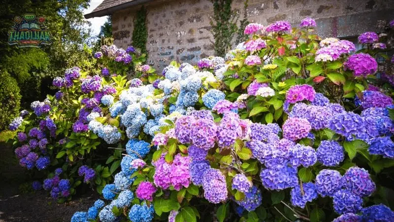 Hoa Cẩm Tú Cầu là gì? 1 Hoa Cẩm Tú Cầu là gì? 1