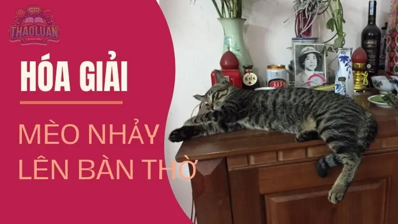 Vật phẩm phong thủy hóa giải mèo nhảy lên bàn thờ ngồi Vật phẩm phong thủy hóa giải mèo nhảy lên bàn thờ ngồi