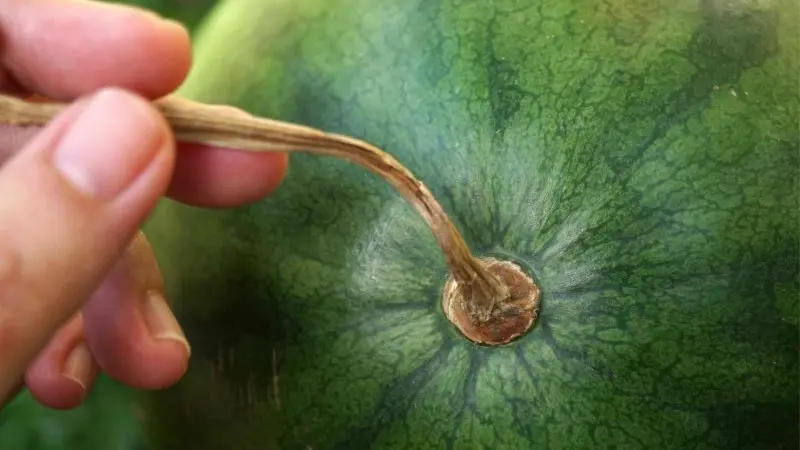 Quan sát phần cuống