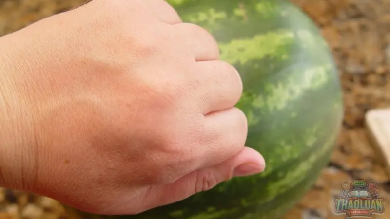 Vỗ nhẹ vào dưa hấu