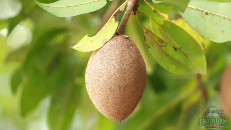 Cách nhận biết hồng xiêm già 