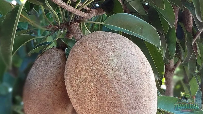 Quan sát cuống quả