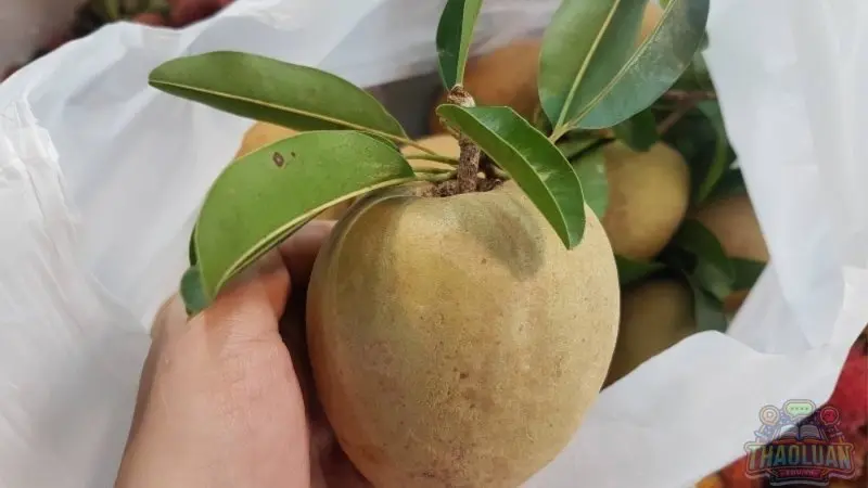 Cách nhận biết hồng xiêm già chuẩn không cần chỉnh