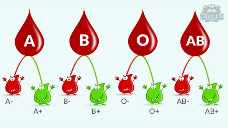 Việc biết chính xác nhóm máu của mình là một yếu tố quan trọng trong chăm sóc sức khỏe cá nhân và cộng đồng. Nhóm máu không chỉ ảnh hưởng đến khả năng truyền máu mà còn liên quan đến nhiều khía cạnh khác của sức khỏe, từ dinh dưỡng đến nguy cơ mắc các bệnh cụ thể. Tuy nhiên, không phải ai cũng biết cách nhận biết nhóm máu một cách chính xác. Trong bài viết này, chúng ta sẽ tìm hiểu về các phương pháp khác nhau để xác định nhóm máu, từ xét nghiệm tại bệnh viện, sử dụng bộ kit tự xét nghiệm tại nhà, đến việc tra cứu thông tin trong hồ sơ y tế cá nhân. Các nhóm máu chính Hệ thống ABO Hệ thống ABO là hệ thống phân loại nhóm máu phổ biến nhất, được khám phá bởi Karl Landsteiner vào năm 1901. Hệ thống này dựa trên sự hiện diện hoặc vắng mặt của các kháng nguyên A và B trên bề mặt tế bào hồng cầu. Đây là nền tảng của nhiều ứng dụng y tế, đặc biệt trong việc truyền máu. Nhóm máu A Nhóm máu A có kháng nguyên A trên bề mặt tế bào hồng cầu và kháng thể chống B trong huyết tương. Những người có nhóm máu A thường có nguy cơ mắc bệnh tim mạch cao hơn một chút so với các nhóm khác, tuy nhiên, họ lại có khả năng chống lại một số loại nhiễm trùng nhất định. Khi truyền máu, người nhóm máu A có thể nhận máu từ nhóm A và O. Nhóm máu B Nhóm máu B chứa kháng nguyên B trên bề mặt tế bào hồng cầu và kháng thể chống A trong huyết tương. Người mang nhóm máu B có thể có nguy cơ mắc các bệnh liên quan đến tim mạch và tiểu đường cao hơn. Trong truyền máu, người nhóm B có thể nhận máu từ nhóm B và O. Nhóm máu AB Nhóm máu AB có cả kháng nguyên A và B trên bề mặt tế bào hồng cầu nhưng không có kháng thể chống A hay B trong huyết tương. Điều này khiến họ trở thành nhóm máu "nhận toàn bộ", có thể nhận máu từ bất kỳ nhóm nào trong hệ thống ABO. Tuy nhiên, việc hiến máu của họ chỉ giới hạn cho những người có cùng nhóm AB. Nhóm máu O Nhóm máu O không có kháng nguyên A hay B trên bề mặt tế bào hồng cầu nhưng lại có cả hai loại kháng thể chống A và B trong huyết tương. Đây là nhóm máu "cho toàn bộ", có thể truyền máu cho bất kỳ ai trong hệ thống ABO, làm cho nhóm máu O đặc biệt quan trọng trong các trường hợp khẩn cấp. Tuy nhiên, người nhóm máu O chỉ có thể nhận máu từ những người cùng nhóm O. Hệ thống Rh Ngoài hệ thống ABO, hệ thống Rh cũng rất quan trọng trong việc xác định nhóm máu. Hệ thống này dựa trên sự hiện diện của kháng nguyên Rh (còn gọi là yếu tố Rhesus) trên bề mặt tế bào hồng cầu. Nhóm máu Rh+ và Rh- Nếu tế bào hồng cầu có kháng nguyên Rh, nhóm máu sẽ được gọi là Rh dương (Rh+). Nếu không có kháng nguyên này, nhóm máu sẽ là Rh âm (Rh-). Yếu tố Rh rất quan trọng trong thai kỳ, vì sự không tương thích giữa mẹ và con có thể dẫn đến các biến chứng nghiêm trọng như bệnh lý hồng cầu của trẻ sơ sinh. Trong truyền máu, người Rh+ có thể nhận máu từ cả Rh+ và Rh-, nhưng người Rh- chỉ nên nhận máu từ Rh- để tránh phản ứng miễn dịch. Cách nhận biết nhóm máu Xét nghiệm tại bệnh viện hoặc phòng khám Việc xác định nhóm máu thường được thực hiện tại các bệnh viện hoặc phòng khám chuyên nghiệp. Quy trình này bắt đầu với việc lấy một mẫu máu nhỏ từ ngón tay hoặc tĩnh mạch của bạn. Mẫu máu sau đó được phân tích trong phòng thí nghiệm. Kỹ thuật viên sẽ sử dụng các thuốc thử đặc biệt để xác định sự hiện diện của kháng nguyên A và B trên bề mặt tế bào hồng cầu, cũng như yếu tố Rh. Kết quả sẽ cho biết nhóm máu của bạn thuộc loại nào trong hệ thống ABO và Rh. Độ chính xác của xét nghiệm tại cơ sở y tế rất cao vì được thực hiện bởi các chuyên gia có kinh nghiệm và sử dụng các thiết bị hiện đại. Các xét nghiệm này không chỉ đáng tin cậy mà còn được bảo mật, đảm bảo thông tin cá nhân của bạn được giữ kín. Đây là phương pháp tốt nhất để xác định nhóm máu, đặc biệt quan trọng trong các trường hợp y tế khẩn cấp hoặc trước khi phẫu thuật. Bộ kit tự xét nghiệm tại nhà Bộ kit tự xét nghiệm nhóm máu tại nhà là một lựa chọn tiện lợi cho những ai muốn biết nhóm máu của mình mà không cần đến bệnh viện. Các bộ kit này thường bao gồm các thành phần cần thiết như kim chích, giấy thử, và dung dịch thuốc thử. Quy trình sử dụng khá đơn giản: bạn chỉ cần chích ngón tay để lấy một giọt máu, nhỏ lên giấy thử, sau đó thêm dung dịch thuốc thử và chờ kết quả. Mặc dù tiện lợi, việc tự xét nghiệm tại nhà có một số hạn chế. Độ chính xác có thể không cao bằng xét nghiệm tại cơ sở y tế do người sử dụng không có kinh nghiệm và thiết bị không chuyên nghiệp. Ngoài ra, kết quả có thể bị ảnh hưởng bởi các yếu tố bên ngoài như ánh sáng, nhiệt độ, và kỹ thuật thực hiện. Do đó, nếu bạn cần kết quả chính xác và đáng tin cậy, việc xét nghiệm tại bệnh viện hoặc phòng khám vẫn là lựa chọn tốt hơn. Thông qua hồ sơ y tế cá nhân Một cách khác để xác định nhóm máu là kiểm tra trong hồ sơ y tế cá nhân. Hồ sơ y tế thường lưu trữ thông tin về nhóm máu của bạn nếu bạn từng làm xét nghiệm máu trước đây. Bạn có thể yêu cầu bệnh viện hoặc phòng khám nơi bạn đã từng khám bệnh cung cấp thông tin này. Khi kiểm tra hồ sơ bệnh án, cần chú ý đến tính chính xác và cập nhật của thông tin. Đảm bảo rằng hồ sơ bạn kiểm tra là mới nhất và đã được xác nhận bởi cơ sở y tế. Đôi khi, thông tin cũ hoặc không chính xác có thể dẫn đến hiểu lầm và hậu quả nghiêm trọng, đặc biệt trong các tình huống khẩn cấp. Việc biết nhóm máu của mình là rất quan trọng, không chỉ giúp bạn chuẩn bị tốt hơn trong các tình huống y tế mà còn hỗ trợ trong việc chăm sóc sức khỏe hàng ngày. Hãy chọn phương pháp xác định nhóm máu phù hợp nhất với bạn, và nếu có thể, hãy tham khảo ý kiến của chuyên gia y tế để đảm bảo kết quả chính xác và an toàn. Nhận biết nhóm máu thông qua nhóm máu của bố mẹ Việc xác định nhóm máu của con cái dựa trên nhóm máu của bố mẹ có thể giúp bạn hiểu được phần nào về di truyền nhóm máu trong gia đình. Dưới đây là các quy tắc cơ bản về di truyền nhóm máu dựa trên hệ thống ABO O cha mẹ x O cha mẹ: Con sẽ có nhóm máu O. O cha mẹ x A cha mẹ: Con có thể có nhóm máu A hoặc O. O cha mẹ x B cha mẹ: Con có thể có nhóm máu B hoặc O. O cha mẹ x AB cha mẹ: Con có thể có nhóm máu A hoặc B. A cha mẹ x A cha mẹ: Con có thể có nhóm máu A hoặc O. A cha mẹ x B cha mẹ: Con có thể có nhóm máu A, B, AB hoặc O. A cha mẹ x AB cha mẹ: Con có thể có nhóm máu A, B hoặc AB. B cha mẹ x B cha mẹ: Con có thể có nhóm máu B hoặc O. B cha mẹ x AB cha mẹ: Con có thể có nhóm máu A, B hoặc AB. AB cha mẹ x AB cha mẹ: Con có thể có nhóm máu A, B hoặc AB. Yếu tố Rh trong nhóm máu Nhóm máu còn bao gồm yếu tố Rh, được ký hiệu là Rh+ hoặc Rh-. Nếu cả bố và mẹ của bạn đều có nhóm máu Rh- (chẳng hạn như O- hoặc AB-), thì bạn cũng sẽ thuộc nhóm máu Rh-. Tuy nhiên, nếu một hoặc cả hai cha mẹ của bạn thuộc nhóm Rh+, bạn không thể chắc chắn mình thuộc nhóm + hay - nếu không tiến hành xét nghiệm. Ví dụ minh họa Nếu cả bố và mẹ đều có nhóm máu O-, con chắc chắn sẽ có nhóm máu O-. Nếu bố có nhóm máu O+ và mẹ có nhóm máu O-, con có thể có nhóm máu O+ hoặc O-. Nếu bố có nhóm máu A+ và mẹ có nhóm máu B-, con có thể có các nhóm máu A+, A-, B+, B-, AB+, AB-, O+, hoặc O-. Việc xác định nhóm máu thông qua di truyền chỉ mang tính chất tham khảo. Để biết chính xác nhóm máu của mình, bạn nên thực hiện xét nghiệm tại cơ sở y tế. Điều này không chỉ đảm bảo kết quả chính xác mà còn giúp bạn nhận được tư vấn y tế chính xác nhất trong các tình huống cần thiết. Các phương pháp nhận biết nhóm máu không chính xác Nhiều người tin rằng có thể nhận biết nhóm máu qua những lời truyền miệng hoặc các dấu hiệu cơ thể nhất định. Tuy nhiên, các phương pháp này thường thiếu cơ sở khoa học và không đáng tin cậy. Một trong những lầm tưởng phổ biến là việc dựa vào nhóm máu của cha mẹ để xác định nhóm máu của con cái. Mặc dù di truyền học có thể gợi ý một số khả năng, nhưng không thể chắc chắn mà không có xét nghiệm cụ thể. Nguy cơ từ việc tin vào thông tin không chính xác có thể rất lớn. Nếu bạn tin vào những phương pháp không khoa học, bạn có thể nhận được kết quả sai lệch. Điều này đặc biệt nguy hiểm trong các tình huống y tế khẩn cấp, nơi mà nhóm máu chính xác là rất quan trọng để đảm bảo sự an toàn khi truyền máu hoặc thực hiện các can thiệp y tế. Lợi ích của việc biết nhóm máu Trong cấp cứu và truyền máu Việc biết nhóm máu của mình có thể cứu sống bạn trong tình huống khẩn cấp. Trong một trường hợp tai nạn, nếu bạn bị mất nhiều máu và cần truyền máu gấp, việc biết trước nhóm máu sẽ giúp đội ngũ y tế hành động nhanh chóng và chính xác hơn. Chẳng hạn, một người với nhóm máu O có thể truyền máu cho bất kỳ nhóm nào, nhưng chỉ có thể nhận máu từ người có cùng nhóm máu O, vì vậy việc xác định nhanh chóng và chính xác là cực kỳ quan trọng. Vai trò của việc biết nhóm máu trong truyền máu không thể bị xem nhẹ. Nếu máu không phù hợp được truyền vào cơ thể, nó có thể gây ra các phản ứng miễn dịch nghiêm trọng, đôi khi đe dọa tính mạng. Do đó, việc biết nhóm máu không chỉ giúp bảo vệ sức khỏe cá nhân mà còn giúp cho quá trình y tế diễn ra một cách trơn tru và hiệu quả. Trong kế hoạch chăm sóc sức khỏe cá nhân Biết nhóm máu của bạn cũng có thể giúp bạn lên kế hoạch chăm sóc sức khỏe cá nhân tốt hơn. Một số nghiên cứu gợi ý rằng nhóm máu có thể ảnh hưởng đến khả năng hấp thụ dinh dưỡng và nguy cơ mắc một số bệnh. Chẳng hạn, người có nhóm máu A được khuyến khích ăn nhiều rau quả và hạn chế thịt đỏ, trong khi người nhóm máu O có thể tiêu hóa thịt tốt hơn. Theo dõi sức khỏe định kỳ cũng trở nên hiệu quả hơn khi bạn biết nhóm máu của mình. Bạn có thể dễ dàng cung cấp thông tin này cho bác sĩ trong các lần khám sức khỏe, giúp họ có cái nhìn toàn diện hơn về tình trạng sức khỏe của bạn. Việc này cũng giúp bác sĩ đưa ra các lời khuyên và kế hoạch chăm sóc phù hợp hơn, đảm bảo rằng bạn nhận được sự chăm sóc tốt nhất. Biết được nhóm máu của mình là một bước quan trọng trong việc quản lý sức khỏe cá nhân và chuẩn bị cho các tình huống y tế khẩn cấp. Dù bạn chọn xét nghiệm tại bệnh viện, sử dụng bộ kit tự xét nghiệm tại nhà, hay kiểm tra hồ sơ y tế, điều quan trọng là phải đảm bảo độ chính xác và tin cậy của thông tin. Hiểu rõ nhóm máu không chỉ giúp bạn tự tin hơn trong việc chăm sóc sức khỏe mà còn có thể cứu sống bạn trong những tình huống nguy cấp. Hãy chủ động xác định nhóm máu của mình và khuyến khích người thân cùng làm điều đó để có một cuộc sống khỏe mạnh và an toàn hơn. 