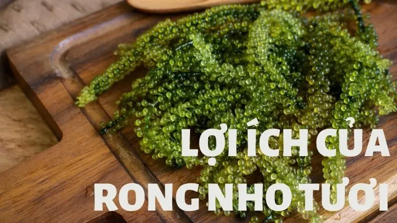 Lợi ích của rong nho tươi
