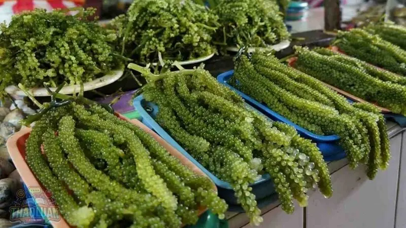 Nguyên nhân khiến rong nho bị hư