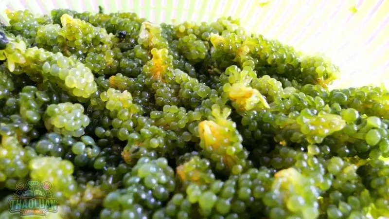 Cách nhận biết rong nho bị hư