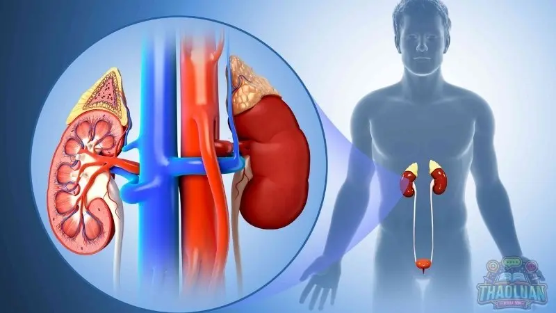 Vai trò của thận trong cơ thể Vai trò của thận trong cơ thể