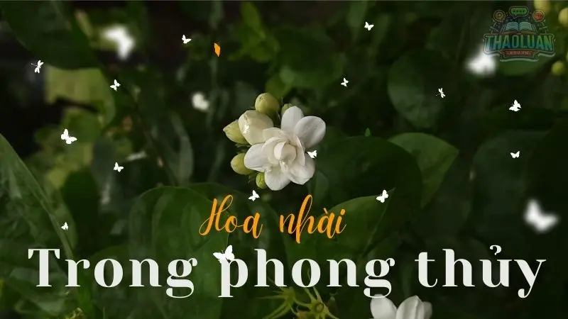 Hoa nhài hợp mệnh gì? Lưu ý quan trọng để thu hút tài lộc, bình an 
