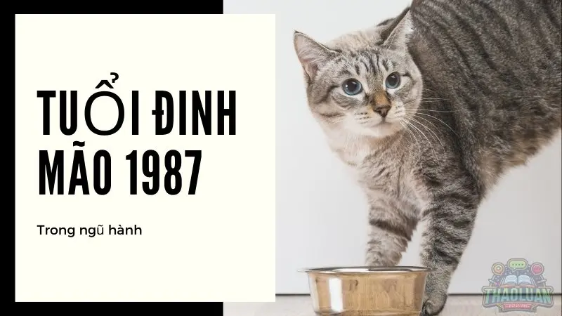 Chọn hướng nhà tuổi 1987 chuẩn xác theo ngũ hành và bát trạch 