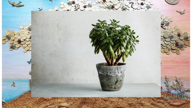 Ý nghĩa của cây phong thủy đối với người mệnh kim Ý nghĩa của cây phong thủy đối với người mệnh kim