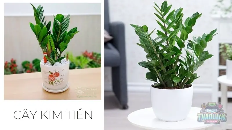 Các loại cây hợp với người mệnh Kim Các loại cây hợp với người mệnh Kim