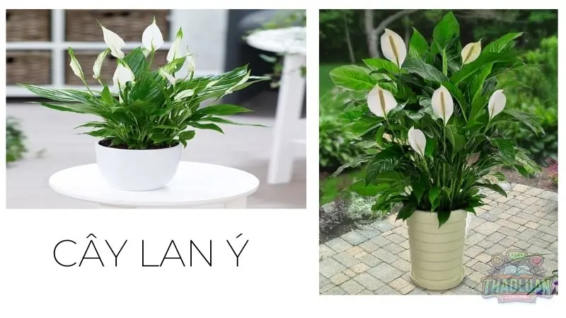 Các loại cây hợp với người mệnh Kim Các loại cây hợp với người mệnh Kim