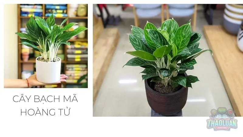 Các loại cây hợp với người mệnh Kim Các loại cây hợp với người mệnh Kim