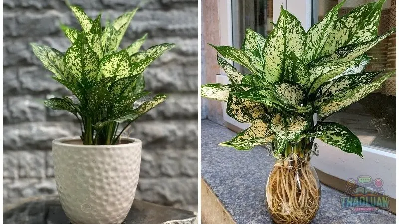 Các loại cây hợp với người mệnh Kim Các loại cây hợp với người mệnh Kim