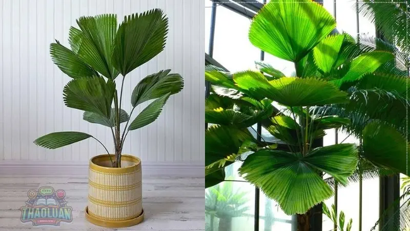 Các loại cây hợp với người mệnh Kim Các loại cây hợp với người mệnh Kim