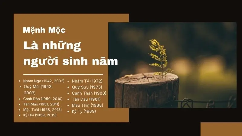 Mệnh Mộc là những người sinh năm nào? Mệnh Mộc là những người sinh năm nào?