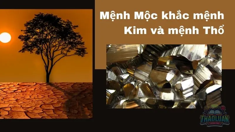 Mệnh Mộc hợp với mệnh gì? Hướng dẫn xem tương hợp phong thủy Mệnh Mộc hợp với mệnh gì? Hướng dẫn xem tương hợp phong thủy