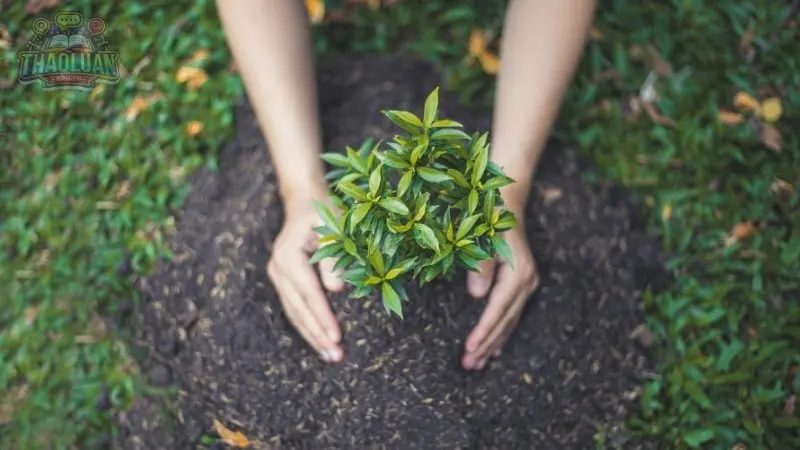 Mệnh Thổ Mệnh Thổ