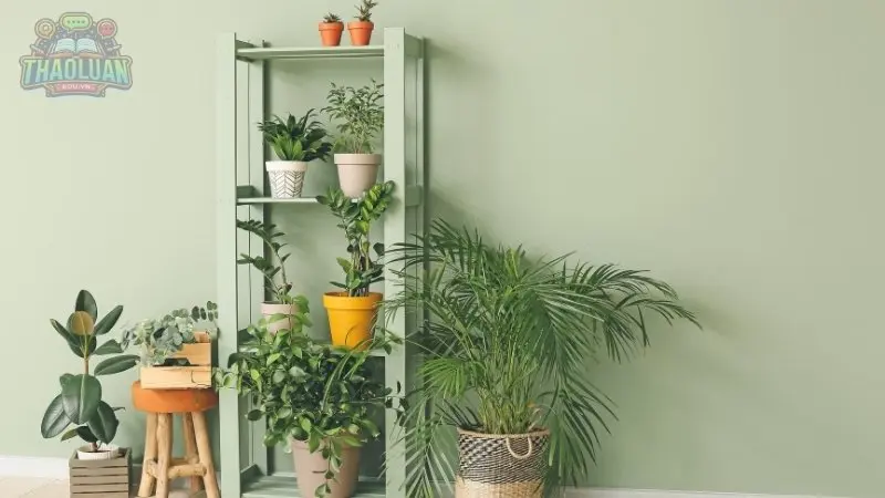 Đối với người mệnh Mộc Đối với người mệnh Mộc