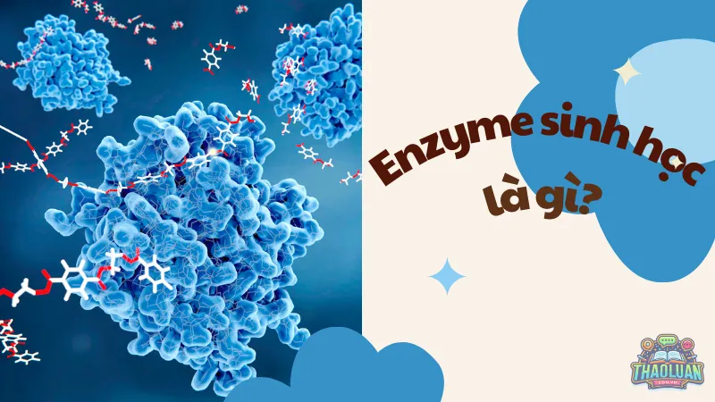 Enzyme sinh học là gì? Enzyme sinh học là gì?