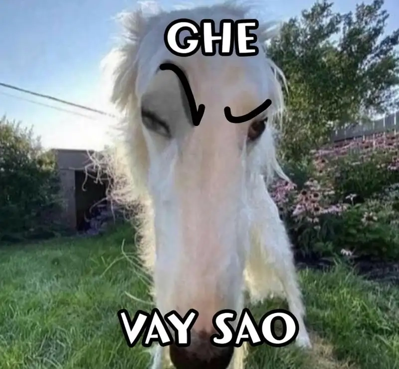 Bựa meme mèo cute tạo nên sự dễ thương và đáng yêu