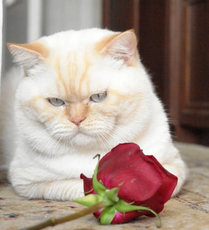 Bông hồng meme tặng hoa tạo nên những khoảnh khắc đáng yêu