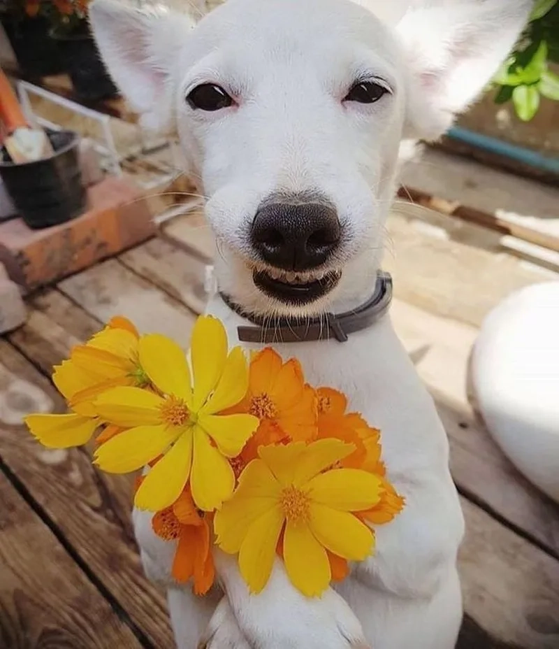 Meme tặng hoa hồng tạo nên sự ngọt ngào và vui nhộn